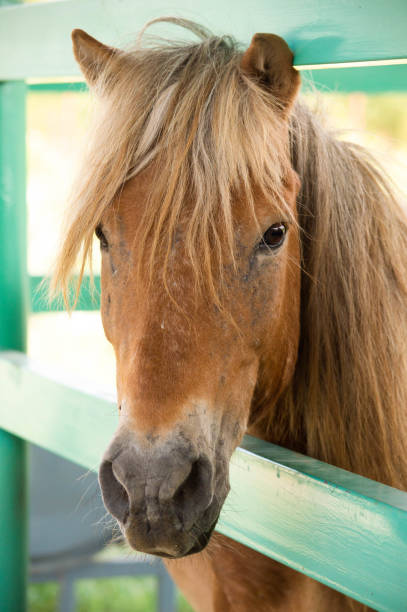 istock A Horse Poatrait 1 1130616704