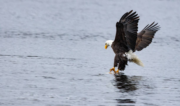 istock The amazing and powerful American Bald Eagles in flight 1130617040
