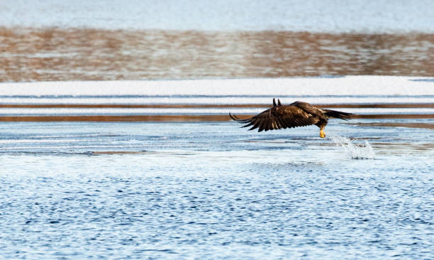 istock The amazing and powerful American Bald Eagles in flight 1130617070