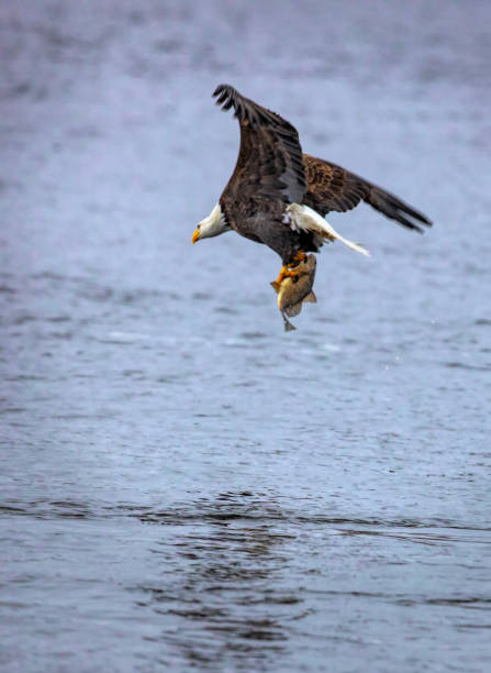 istock The amazing and powerful American Bald Eagles in flight 1130617090