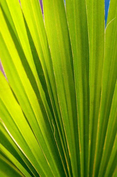 istock Background from a green leaf of a palm tree 1130618328