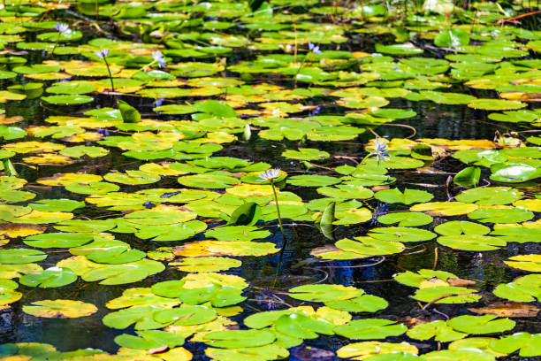 istock Pond filled with beautiful water lilies on bright sunny day 1130618592