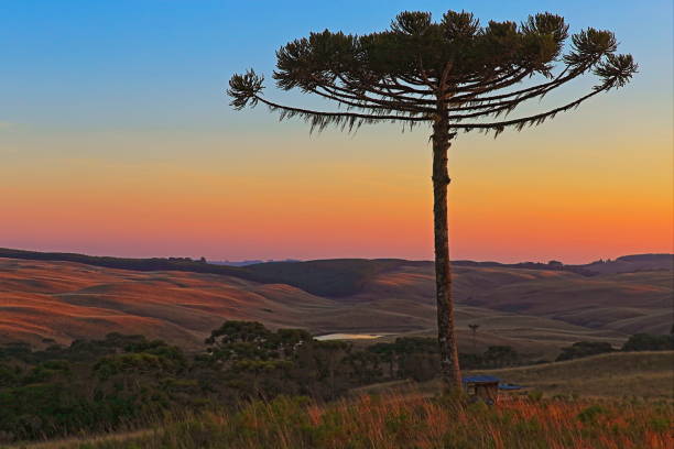 Meadows and Araucaria pine tree at dawn near Gramado - Southern Brazil Meadows and Araucaria pine tree at sunrise, landscape near Gramado, Rio Grande do Sul - Southern Brazil countryside araucaria heterophylla stock pictures, royalty-free photos & images