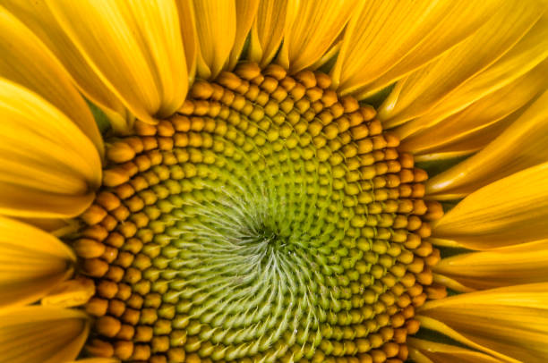 Sun Flower Close-up stock photo