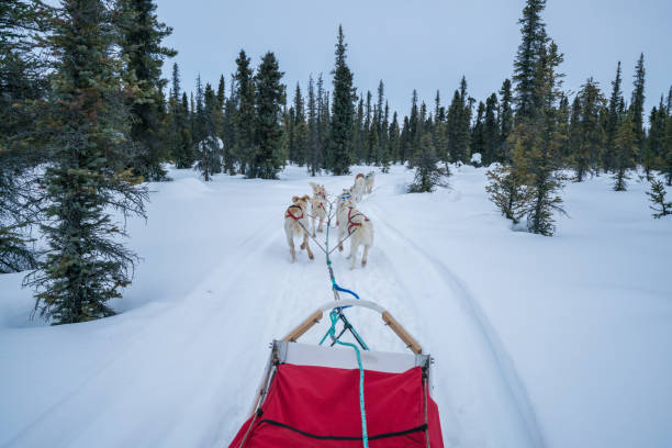 istock Alaskan Sled Dogs Pulling Red Sled on Snow Mushing Tour through Coldfoot, Alaska 1130620362
