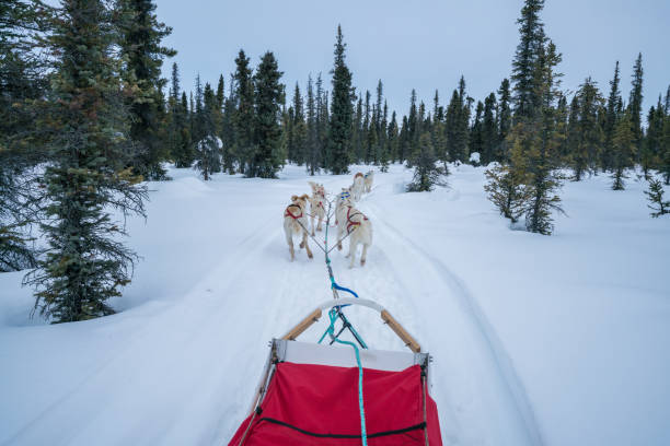 Alaskan Sled Dogs Pulling Red Sled on Snow Mushing Tour through Coldfoot, Alaska Alaskan Sled Dogs Pulling Red Sled on Snow Mushing Tour through Coldfoot, Alaska dogsledding stock pictures, royalty-free photos & images