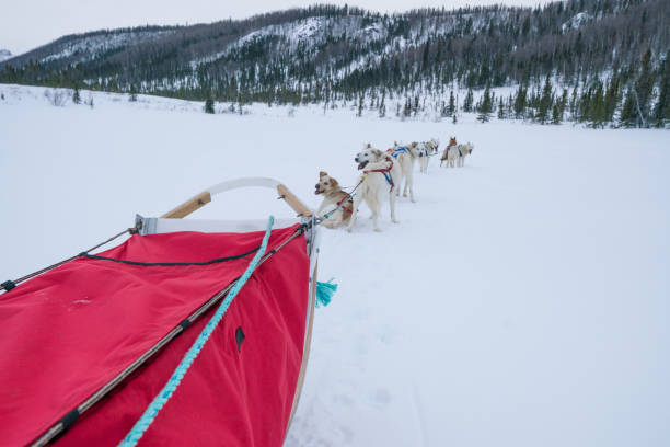 istock Alaskan Sled Dogs Pulling Red Sled on Snow Mushing Tour through Coldfoot, Alaska 1130620363