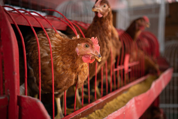 istock Chickens feeding inside factory farm cages in Mexico 1130620513