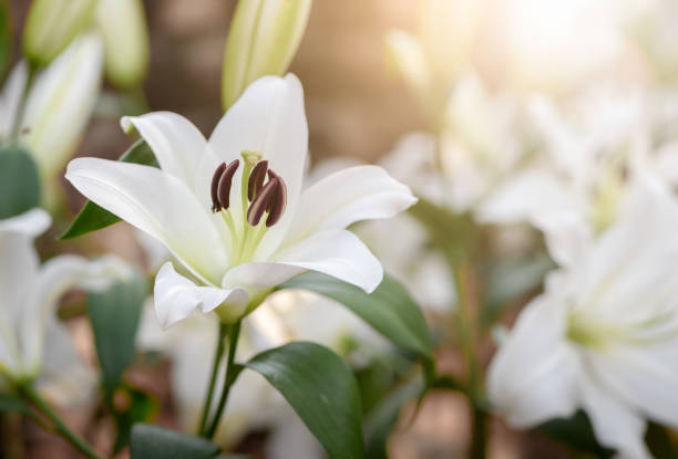 Close up white Lilly blooming in the garden., flower background