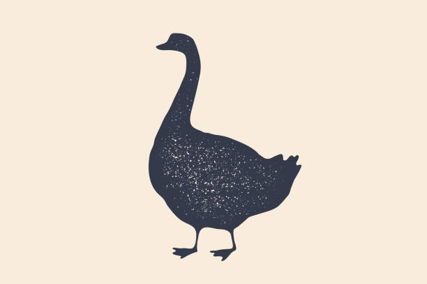 Goose, bird. Concept design of farm animals - Goose side view profile. Isolated black silhouette goose on white background. Vintage retro print, poster, icon. Vector Illustration