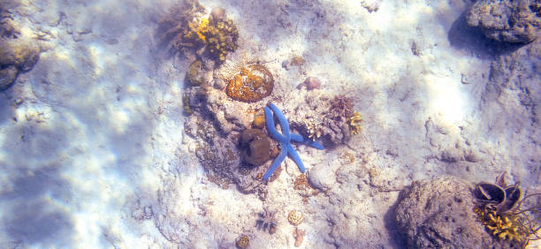 istock Snorkeling exploring underwater view - beautiful underwater blue colour starfish accompanying with coral reef on the seabed, close up 1130631586