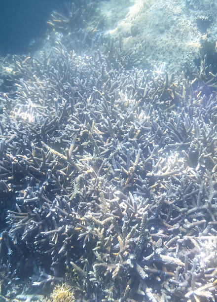 istock Snorkeling exploring underwater view - beautiful underwater antler carol reef on the seabed, close up 1130631667