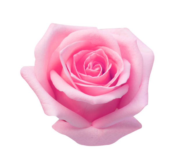 istock pink rose isolated on white background, soft focus and clipping path 1130631680