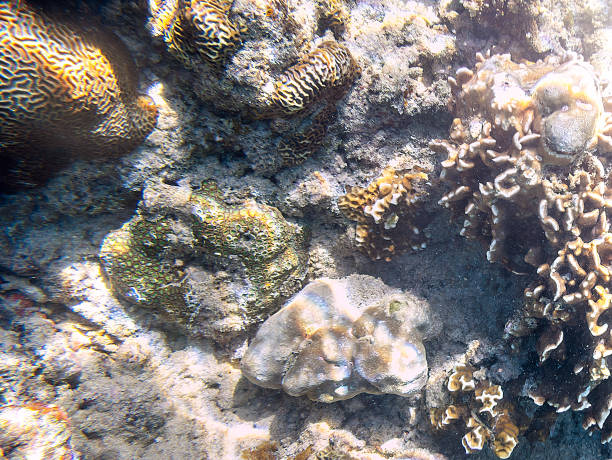 istock Snorkeling exploring underwater view - beautiful underwater antler carol reef on the seabed, close up 1130631787