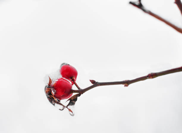 istock frozen hips on the background of snow 1130633056