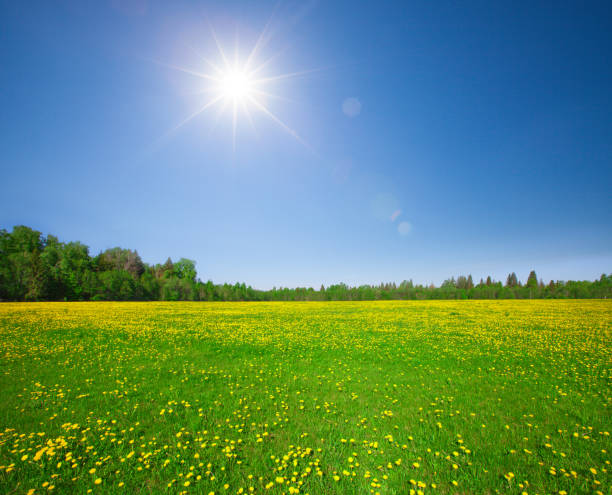 istock Yellow flowers hill under blue cloudy sky 1130633809