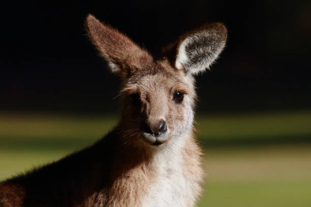 istock Portrait of Kangaroo 1130633814