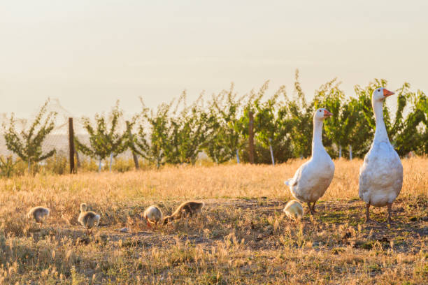 istock white geese family at sunset 1130634146