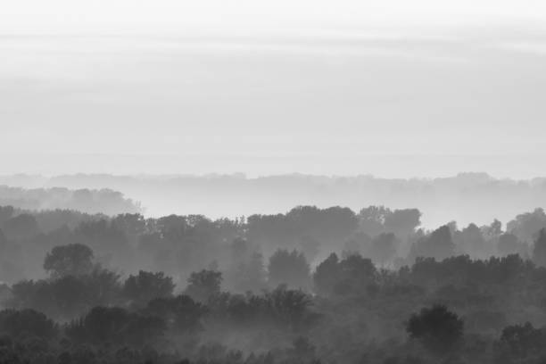 istock Mystical view on forest under haze at early morning. Eerie mist among layers from trees silhouettes in taiga in monochrome. Calm atmospheric minimalistic monochrome landscape of majestic nature. 1130635071