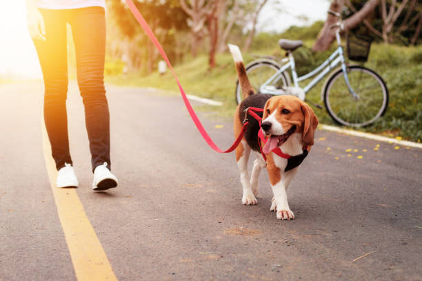 istock Girl takes a dog walking. 1130635268