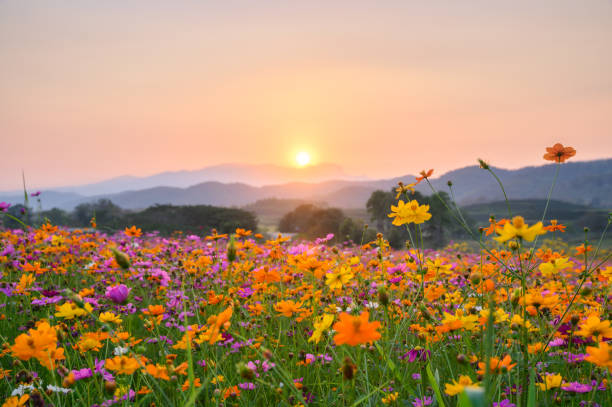 coucher de soleil sur la montagne avec les fleurs de cosmos - jardin fleuri photos et images de collection