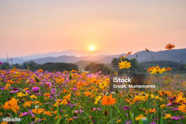 Photo libre de droit de Coucher De Soleil Sur La Montagne Avec Les Fleurs De Cosmos banque d'images et plus d'images libres de droit de Fleur - Flore