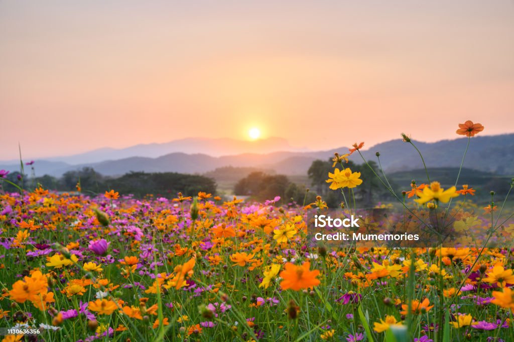 Sunset over mountain with cosmos blooming Sunset over mountain with colorful cosmos fields Flower Stock Photo
