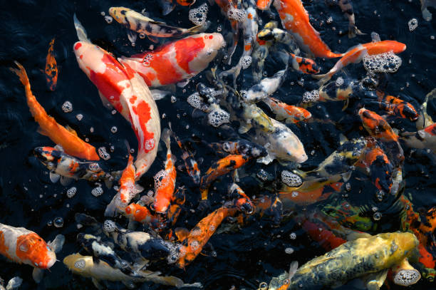 istock Colorful Koi fish swimming in pond 1130636365