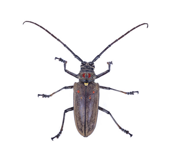 istock longhorn beetles white background 1130637822