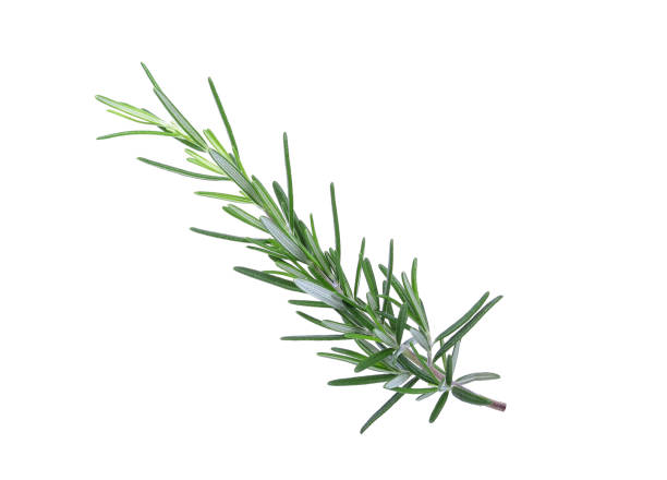 istock Rosemary isolated on a white background 1130637932