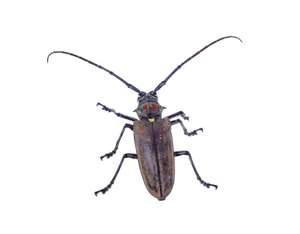 istock longhorn beetles white background 1130638138