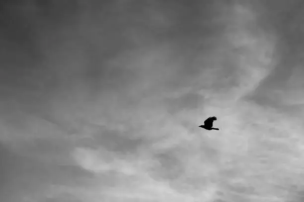 Photo of Single Bird In The Sky