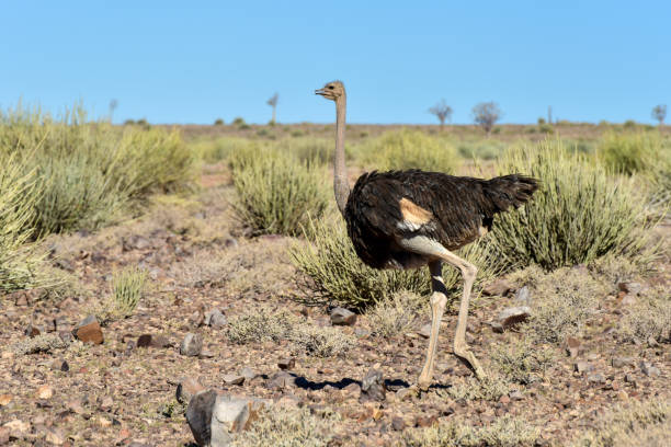 istock Ostrich, Fish River Canyon -Namibia, Africa 1130639239