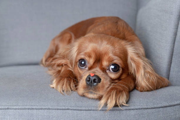 istock Dog with little red heart on the nose 1130639980