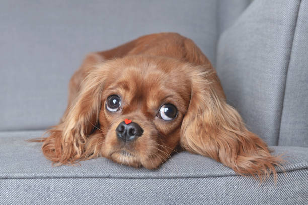 Dog with little red heart on the nose