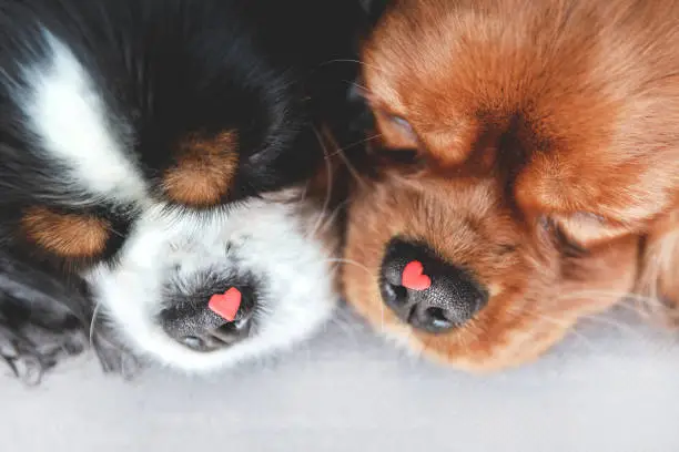 Two cute dogs with hearts on their noses