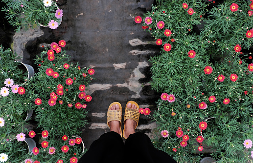 High view scene with woman wear black pants and yellow plastic sandals walk in flower garden, farmer feet on ground, plant grow in green, people farming in springtime