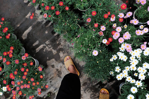 High view scene with woman wear black pants and yellow plastic sandals walk in flower garden, farmer feet on ground, plant grow in green, people farming in springtime