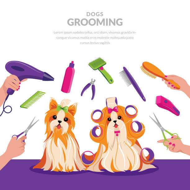 ilustraciones, imágenes clip art, dibujos animados e iconos de stock de perro acicalado ilustración de dibujos animados vector. concepto de cuidado de mascotas. perros shih tzu y yorkshire terrier lindos en el salón de peluquero - grooming