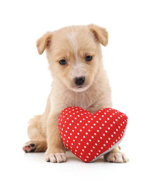 istock Puppy with toy heart. 1130642586