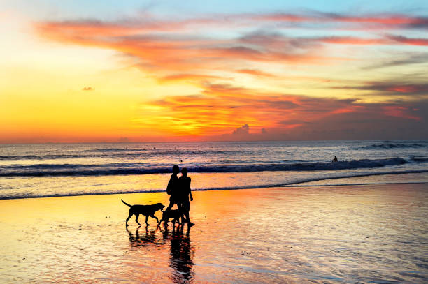 istock couple walking dogs, sunset Bali 1130642692