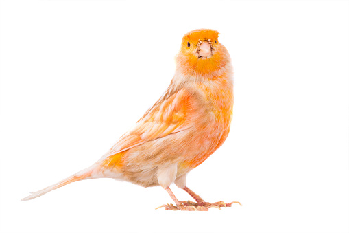 canary isolated on white background, studio shot