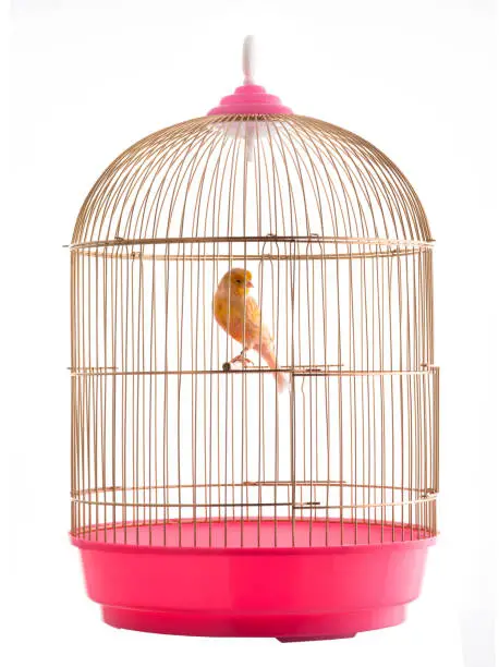 canary in a golden cage isolated on white background