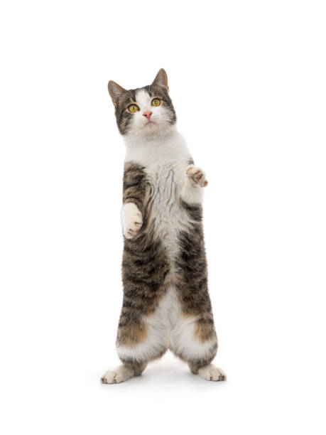 istock gray cat stands on its hind legs isolated on white 1130644468