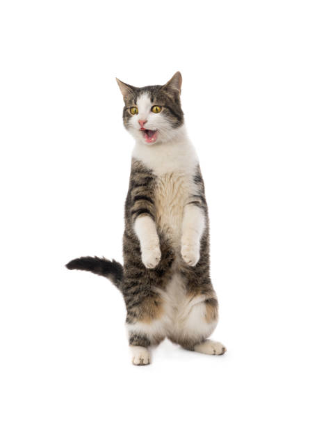 istock surprised cat stands on its hind legs with open mouth on a white 1130644470