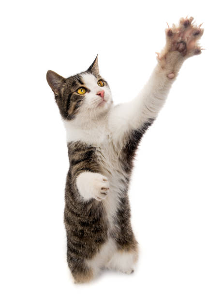 istock gray cat stands on its hind legs isolated on white 1130644475