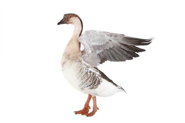 istock goose with spread wings isolated on white 1130644503
