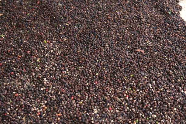 istock Drying coffee beans in the sun 1130644944