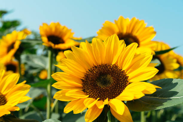 istock Close-up of sun flower. 1130646043