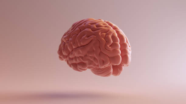 istock Pink Porcelain Anatomical Brain Back Left 3d illustration 3d render 1130646904
